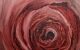 obraz - czerwonawa róża