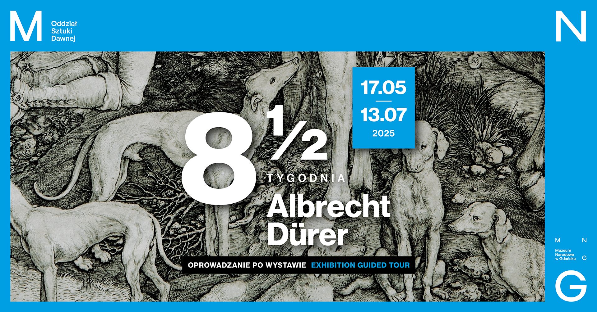 Czarno-biała grafika Albrechta Dürera przedstawiająca psy w lesie. Nałożone na ilustrację napisy: „8½ tygodnia. Albrecht Dürer”, „Oprowadzanie po wystawie / Exhibition Guided Tour” oraz daty trwania wystawy: „17.05 – 13.07 2025”. Tło w intensywnym niebieskim kolorze z logotypem Muzeum Narodowego w Gdańsku i oznaczeniem Oddziału Sztuki Dawnej.